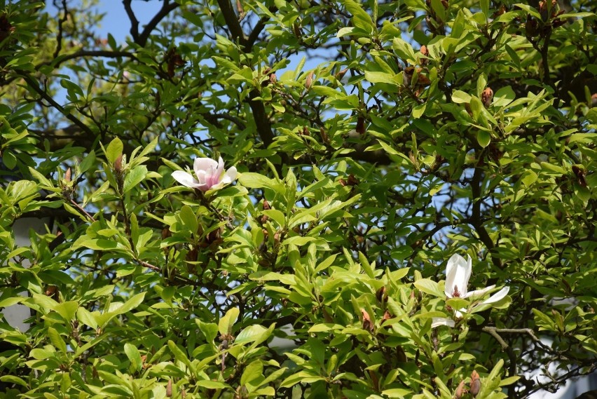 Magnolia na kluczborskim rynku