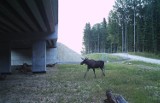 Tak zwierzęta pokonują autostradę. Co widzą kamery na przejściach dla zwierząt? Zobacz zdjęcia