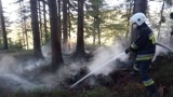 Palił się las. Szybka interwencja strażaków zapobiegła tragedii (ZDJĘCIA)