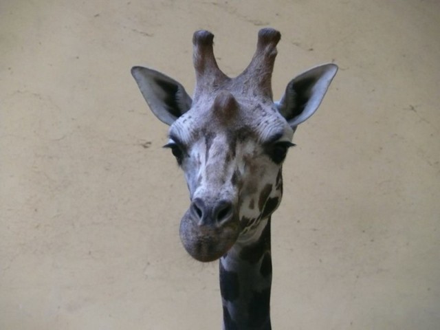 Lipton ma dwa lata i przyjechał do nas 2 lipca z ogrodu zoologicznego w Lipsku. Tym samym kawaler dołączył do czterech żyrafich samic.