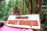 Rasowe koty miauczały w poznańskiej Palmiarni [ZDJĘCIA]