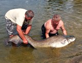 Gigantyczna ryba w Zalewie Sulejowskim. Wędkarz złowił suma, który ważył 72 kilogramy! [ZDJĘCIA]