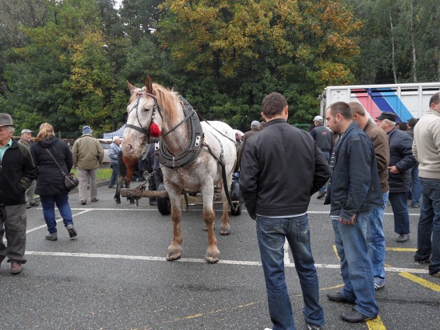 Ostatnie targi końskie w Żorach odbyły się w październiku 2011 r. przy ul. Targowej w Kleszczowie