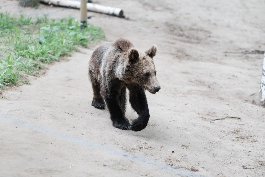 Nowe Zoo: Cisnę odwiedzili goście z Bieszczad