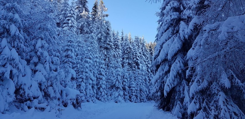 Beskid Sądecki. Zimowa Przehyba zachęca do spacerów [ZDJĘCIA]