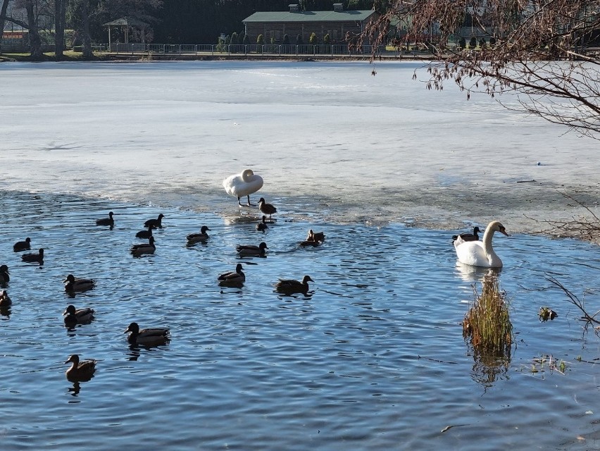 Perła Ziemi Lubuskiej już oblegana! Łagów w niedzielę odwiedziły tłumy. Pogoda była piękna, a widoki obłędne