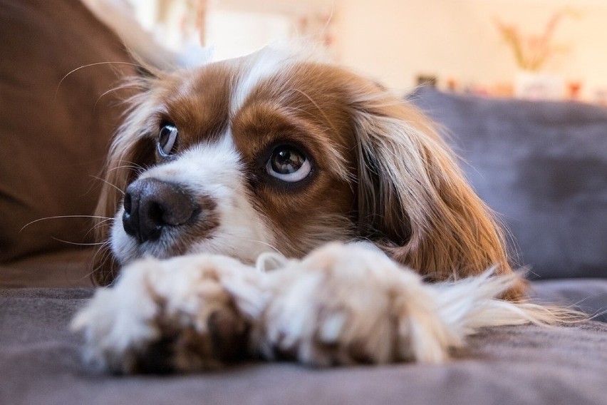 Cavalier king charles spaniel...