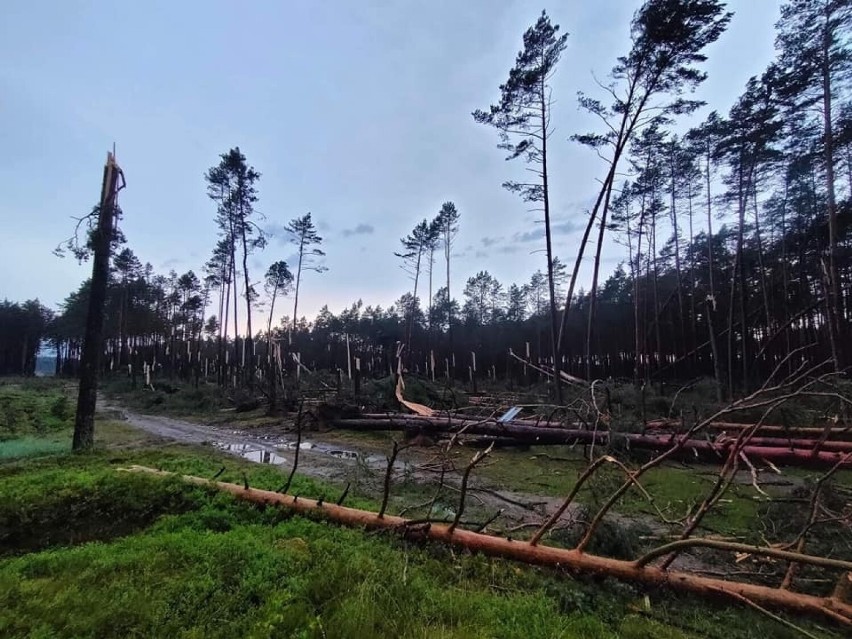 Teraz, gdy leśnicy jeszcze usuwają skutki nawałnicy, lepiej...