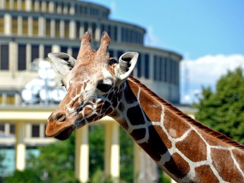 Zoo Wrocław: Jednym ze zwierzaków, które wyjechały z zoo był...