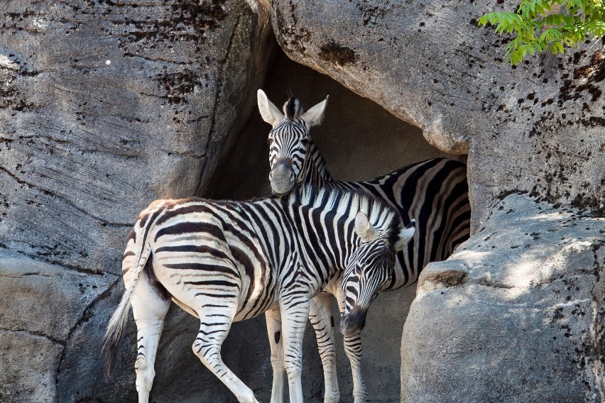 Policja: Nie strzelajcie koło schroniska dla zwierząt i wrocławskiego zoo! 