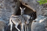 Policja: Nie strzelajcie koło schroniska dla zwierząt i wrocławskiego zoo! 