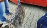 Warszawa. Zamknął psa w małym bagażniku samochodu. Zwierzę nie miało wody ani jedzenia