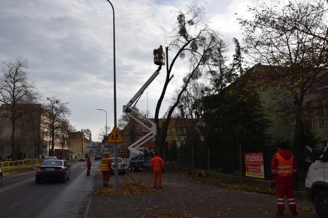 Wycinka drzew na ulicy Kościuszki w Szczecinku