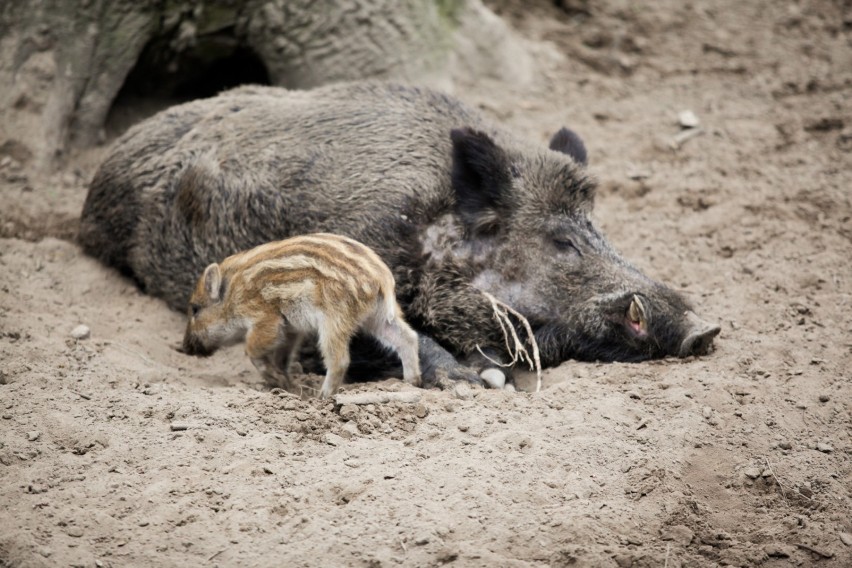 W najbliższy weekend zginą dziki na Dolnym Śląsku. Taki sposób na walkę z ASF