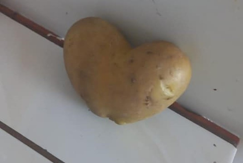 Już niedługo: Święto Pieczonego Ziemniaka w Szropach. Kartofel jest dobry na wszystko! ZDJĘCIA 