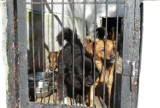 Schronisko dla zwierząt w Tomaszowie zamknięte. Są dwie oferty w przetargu