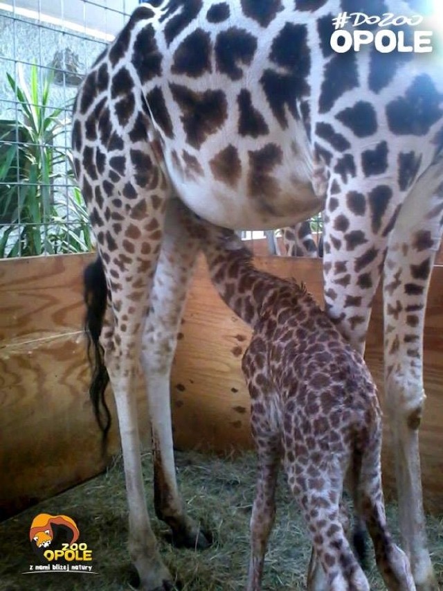 Młode żyrafiątko urodzone w opolskim zoo nie odstępuje matki na krok.