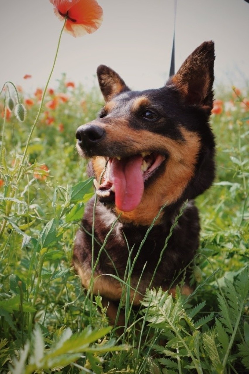 Uwaga! Osoby zainteresowane adopcją psa ze schroniska w...