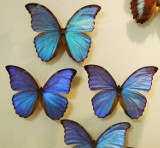 Niezwykła wystawa motyli w Krakowie [ZDJĘCIA]