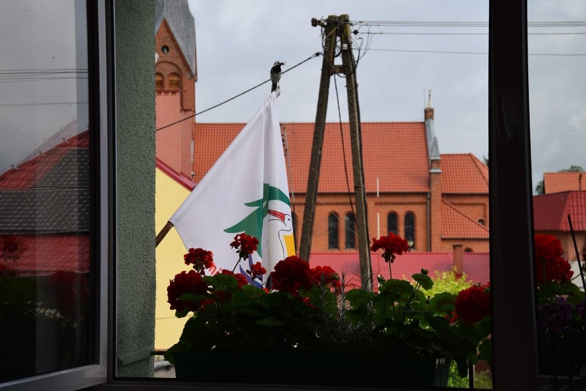 Chojnice. Big Brother w ptasim gnieździe - czyli życie gołębiej rodziny on line...