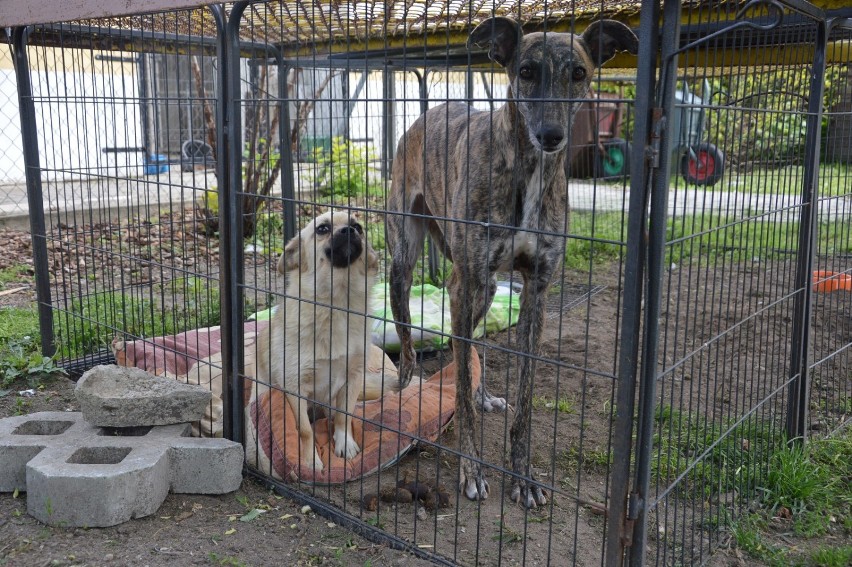 Schronisko w Piotrkowie: psy i koty czekają na adopcję [ZDJĘCIA]