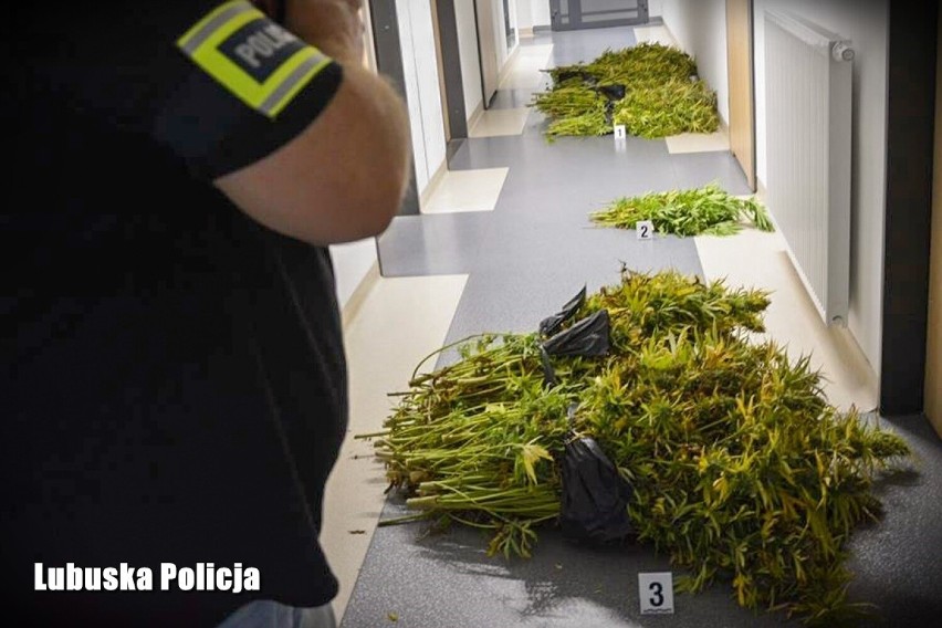 Krośnieńscy policjanci zabezpieczyli narkotyki o wartości...