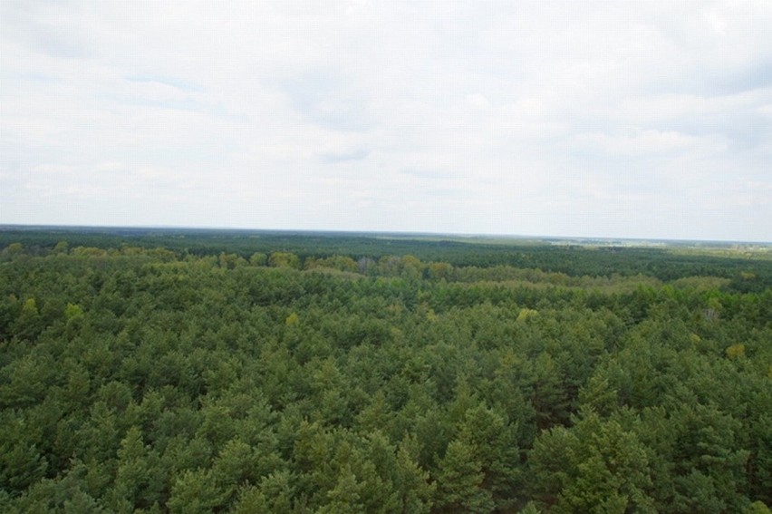 Wieża widokowa Joanna i widoki na Jezioro Sławskie i lasy.