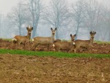 Przyroda budzi się do życia. Pod Sieradz zawitały bociany, widać stada saren. Czekamy na twoje fotki