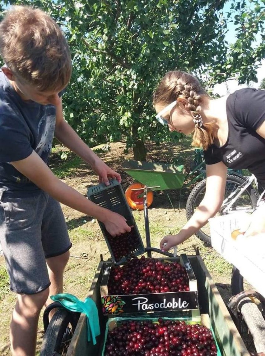 "Niedziela w wiśniowym sadzie".  Niecodzienna akcja...