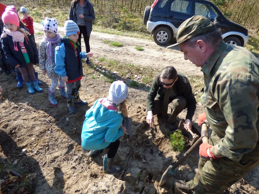 Akcje podczas których leśnicy wspólnie z dziećmi sadzą...