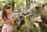 Długi weekend w Naszym Zoo. Przeżyj niezwykłą przygodę ze zwierzętami będącymi na wyciągnięcie ręki