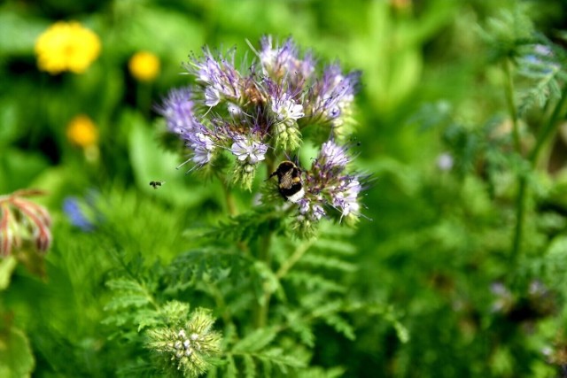 Wielki Dzień Pszczół. Zrób pszczołom prezent! Załóż kwietną łąkę dla tych pożytecznych owadów