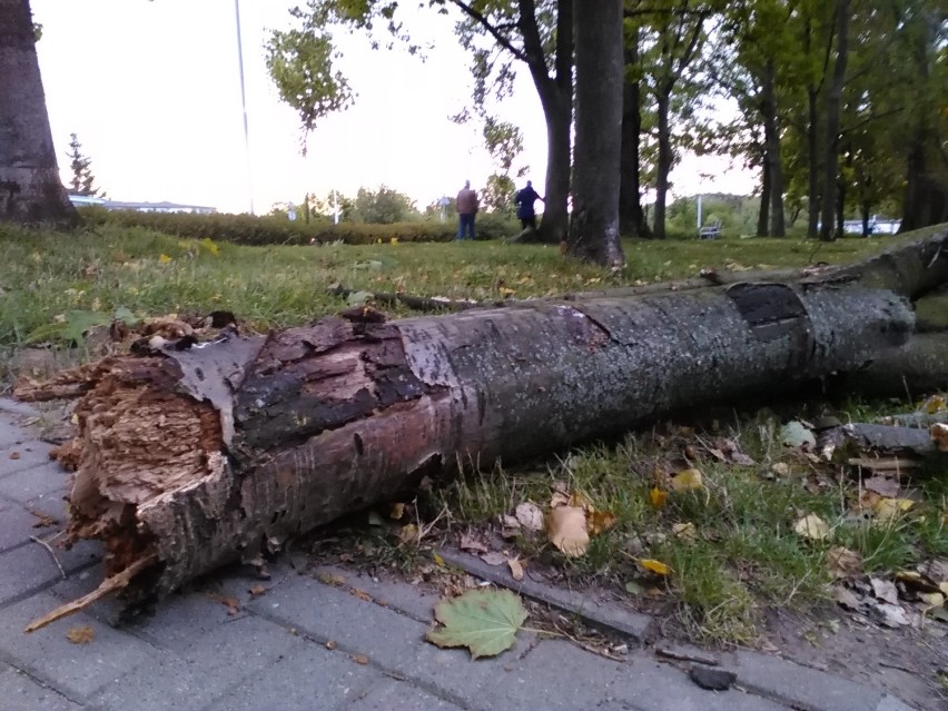 Silny wiatr powalił drzewa i uszkodził samochody w Wałbrzychu [ZDJĘCIA]