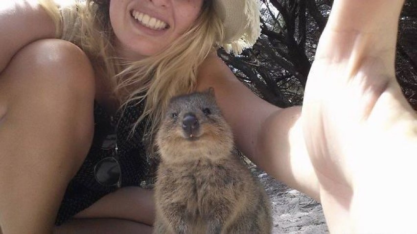 Oto quokka, najbardziej fotogeniczne zwierzę na świecie...