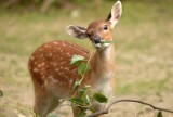 Kolejny uroczy maluch w Naszym Zoo. Indiochiński jeleń sika jest już na świecie