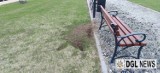 Na Nowym Piastowe w Głogowie psy rozkopały dopiero co posiany trawnik 