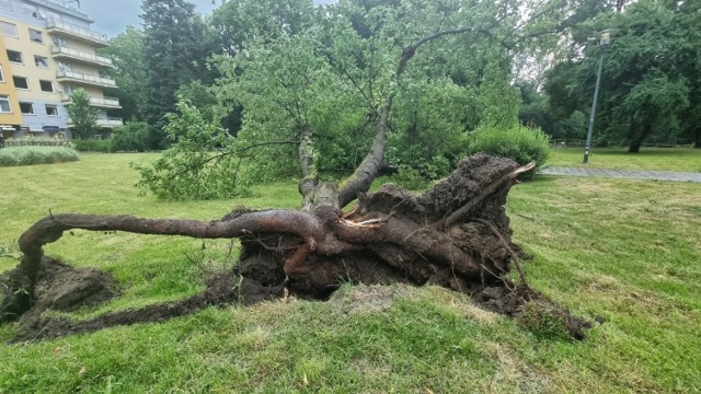 W piątek po południu nad Kielce nadeszła potężna burza. Wiatr nagle zaczął wiać z potężną siłą powodując ogromne zniszczenia głównie w centrum - w pasie około 200 metrów w jedną i drugą stronę od Silnicy. Największe spustoszenie było na ulicach Planty, Paderewskiego, Biskupa Kaczmarka oraz na tak zwanych "dolinkach" nad Silnicą. Wiatr z korzeniami wyrwał wiele drzew, setki połamał. Na Biskupa Kaczmarka drzewo spadło na samochód. Na Paderewskiego zerwany został dach z jednego z budynków - też uderzając w samochód. Dach został zerwany z jednego z bloków na Piekoszowskiej.

Na kolejnych slajdach zobaczcie ogromne zniszczenia w różnych częściach centrum Kielc

Zobacz także:
Nawałnica nad Kielcami, zerwany dach z bloku przy Piekoszowskiej! [ZDJĘCIA]
Armagedon na Plantach w Kielcach. Wyrwane drzewa, wielkie zniszczenia [ZDJĘCIA]
Rynek w Kielcach spustoszony przez nawałnicę! Wiar zmiótł ogródki [ZDJĘCIA]
Potężne burze nad Świętokrzyskiem! Połamane drzewa, strażacy w akcji [RAPORT NA BIEŻĄCO]