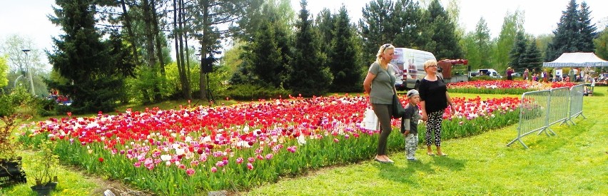 Tulipany w Pile