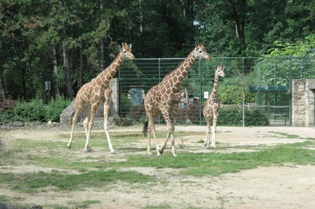 Siedmioletni Lengai z ogrodu zoologicznego w Erfurcie będzie przywódcą nowego stada.