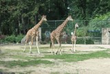 Jedna z najładniejszych żyraf siatkowanych w Polsce zamieszka wkrótce w zoo w Zamościu