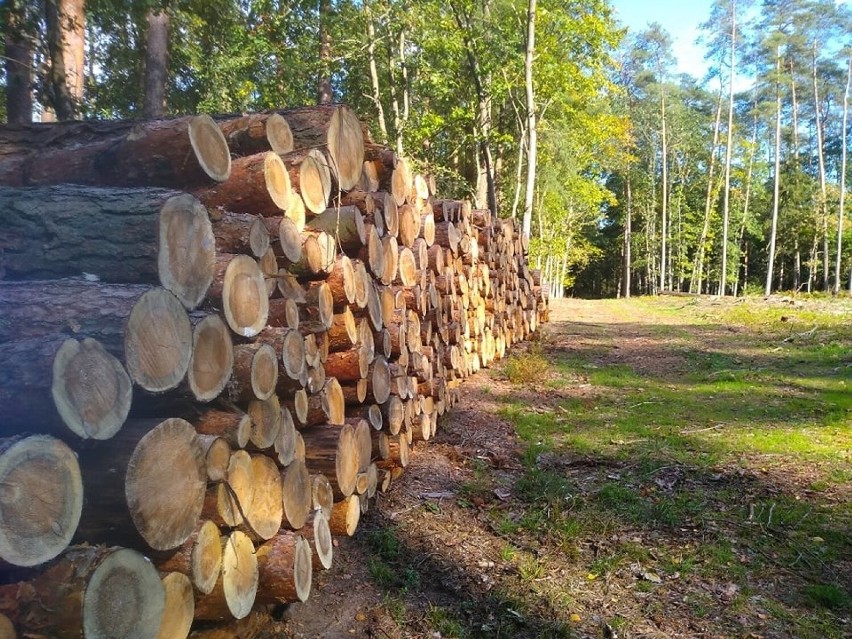 Nabywając niewysuszone drzewo w lipcu bądź sierpniu,...