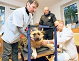 Reks, wilczur z Anastazewa, będzie leczony w Łodzi