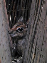 W zoo we Wrocławiu urodziła się antylopa dikdik. Jest słodka! [ZDJĘCIA, WIDEO]