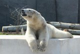 Niedźwiedzie polarne Aleut i Gregor: Nowe zdjęcia