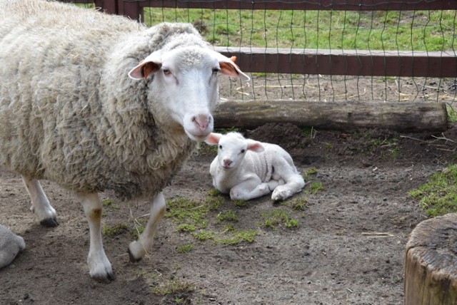 Maluchy w lubińskim ZOO. Są owieczki, kózki i króliki, a to dopiero początek niespodzianek