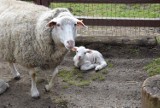 Maluchy w lubińskim ZOO. Są owieczki, kózki i króliki, a to dopiero początek niespodzianek (ZDJĘCIA, FILM)