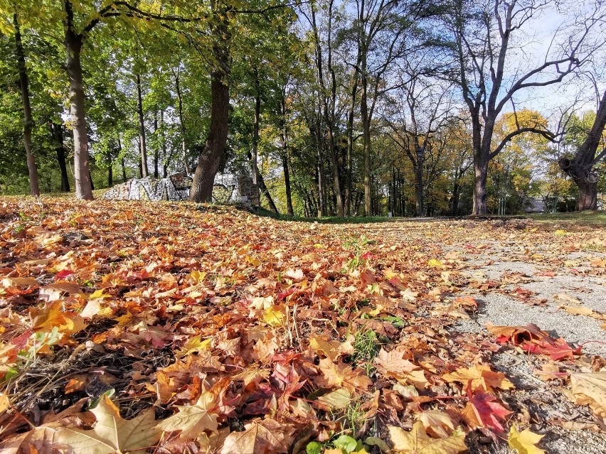 Park w Kościelcu w Chrzanowie