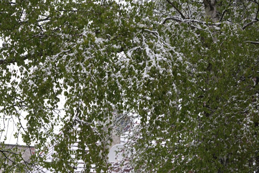 Śnieg w Sławnie - galeria zdjęć
