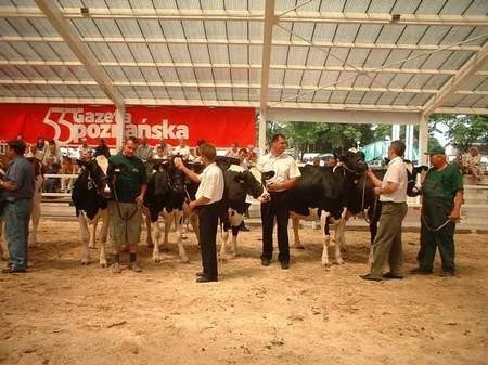 Najpiękniejsze krowy tegorocznej wystawy zwierząt w Sielinku Fot. K. Warszta