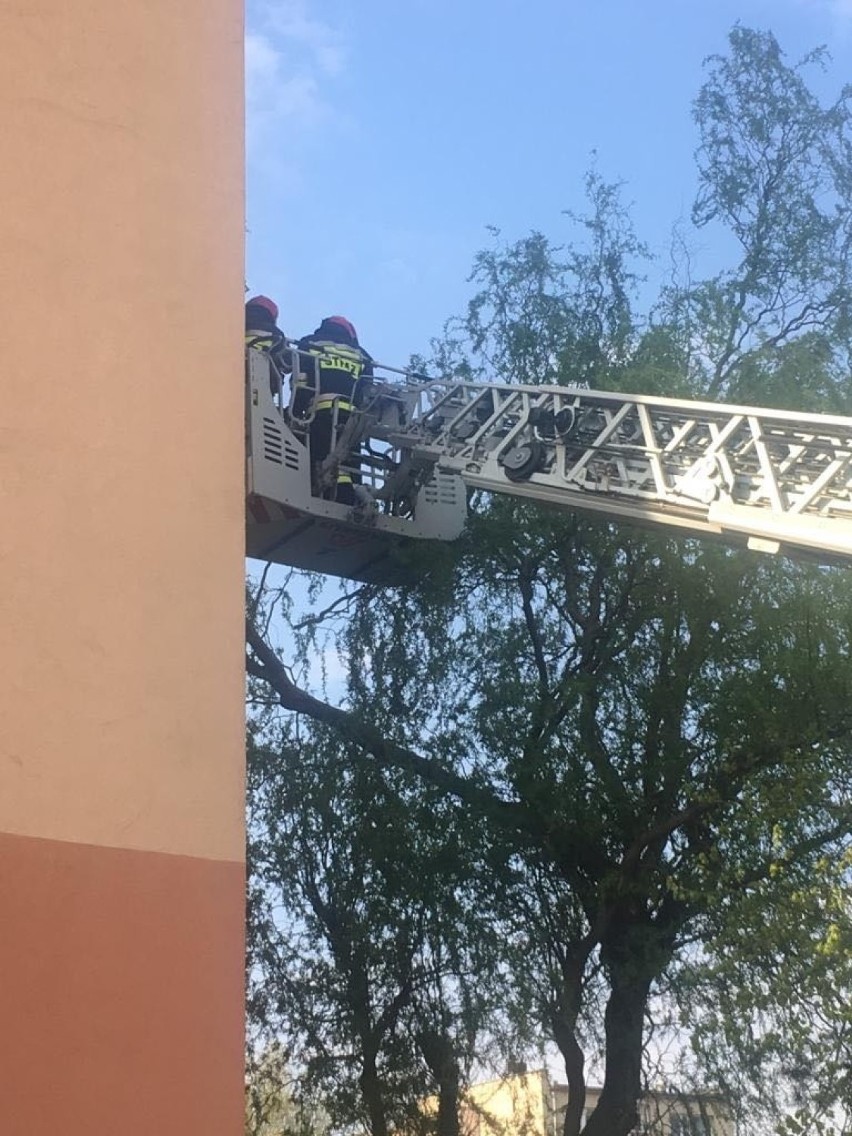 Silny wiatr w Łodzi. Powalone drzewa, spadające gałęzie i zniszczenia [ZDJĘCIA]